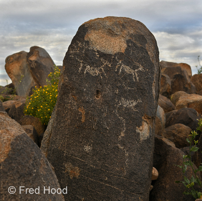 petroglyphs (mule deer or bighorn sheep)