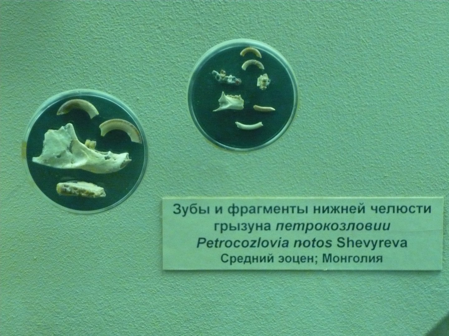 Petrokozlovia notos teeth and jaw fragments