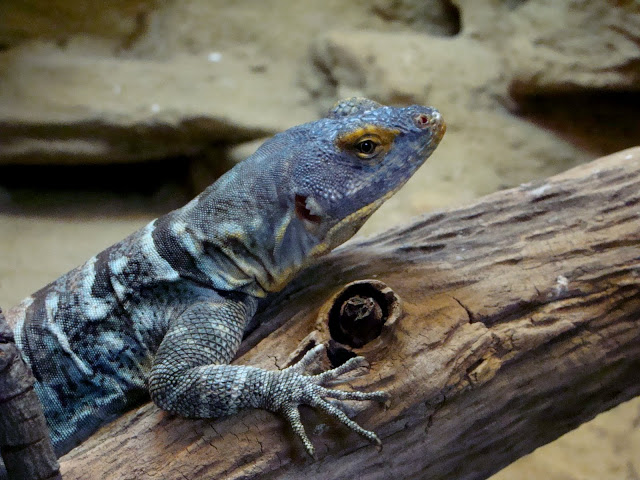 Petrosaurus thalassinus