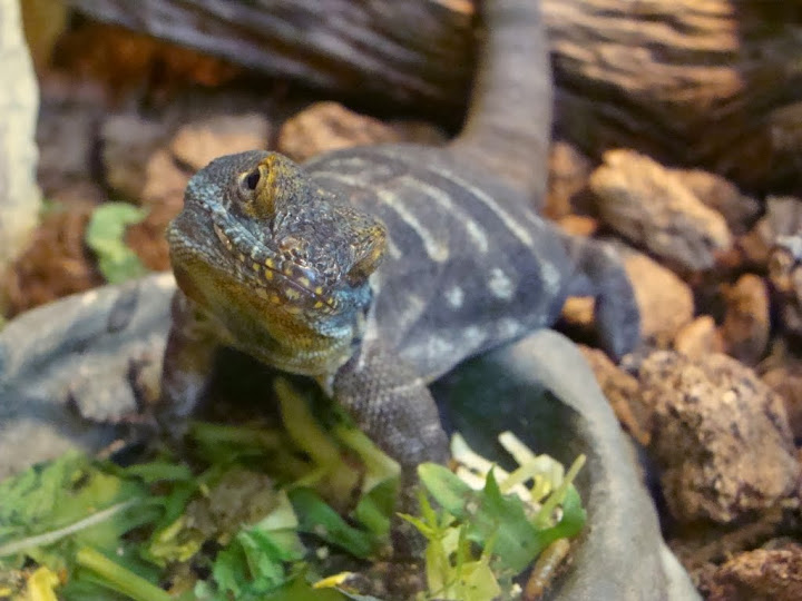 Petrosaurus thalassinus