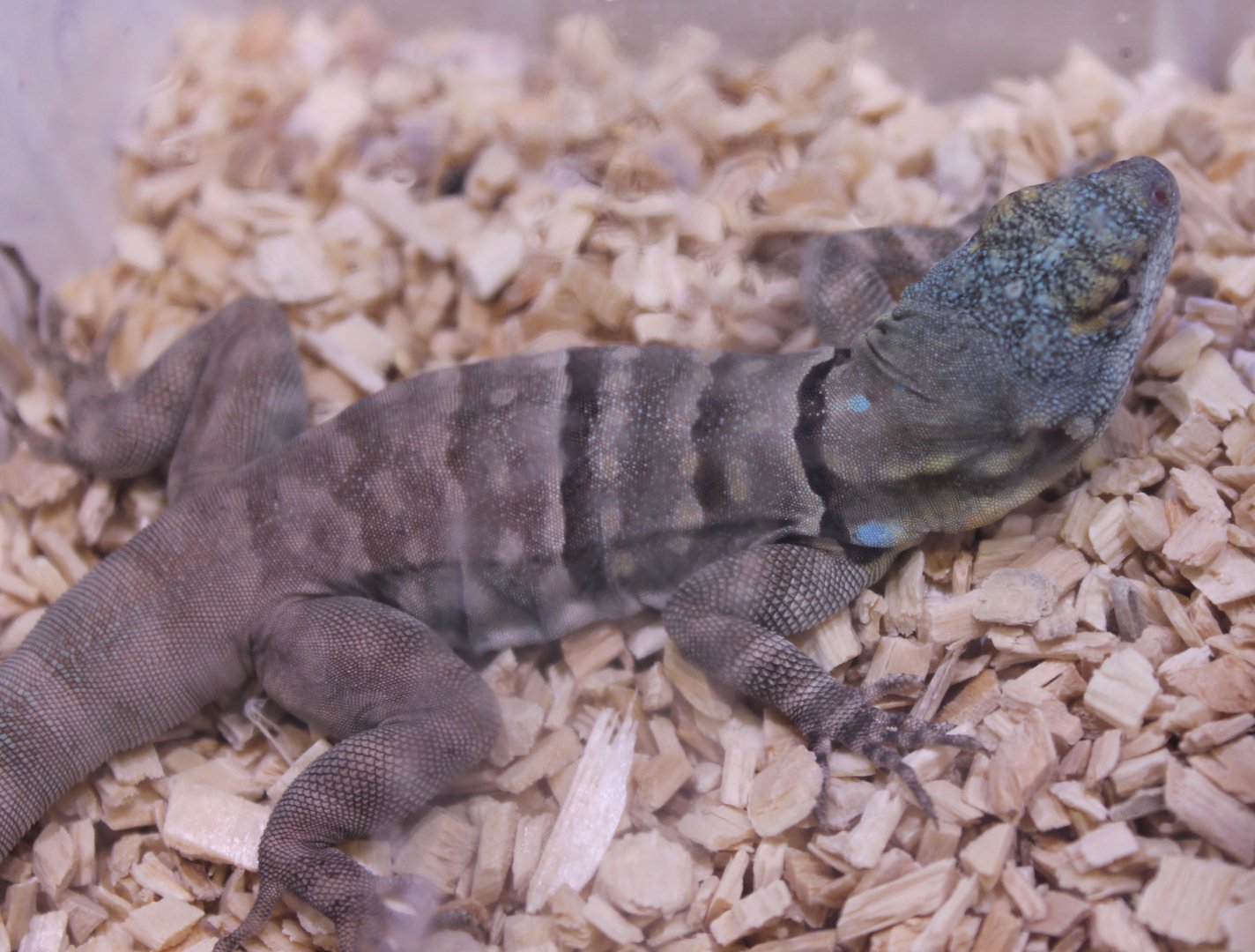 Petrosaurus thalassinus