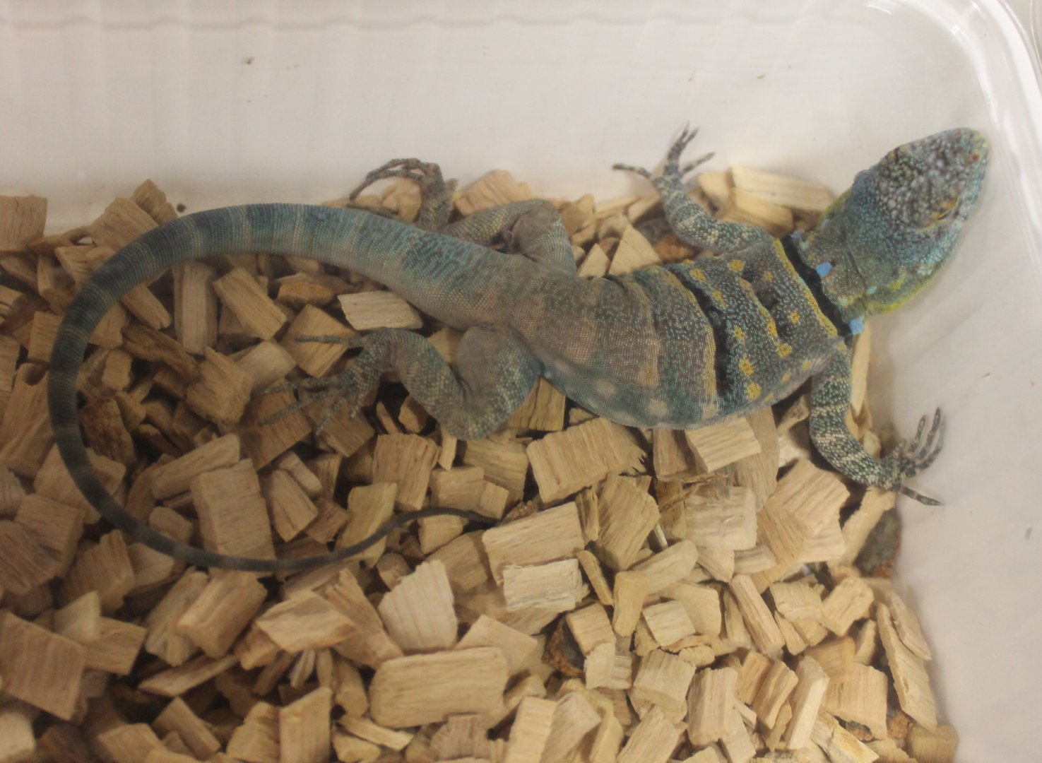 Petrosaurus thalassinus