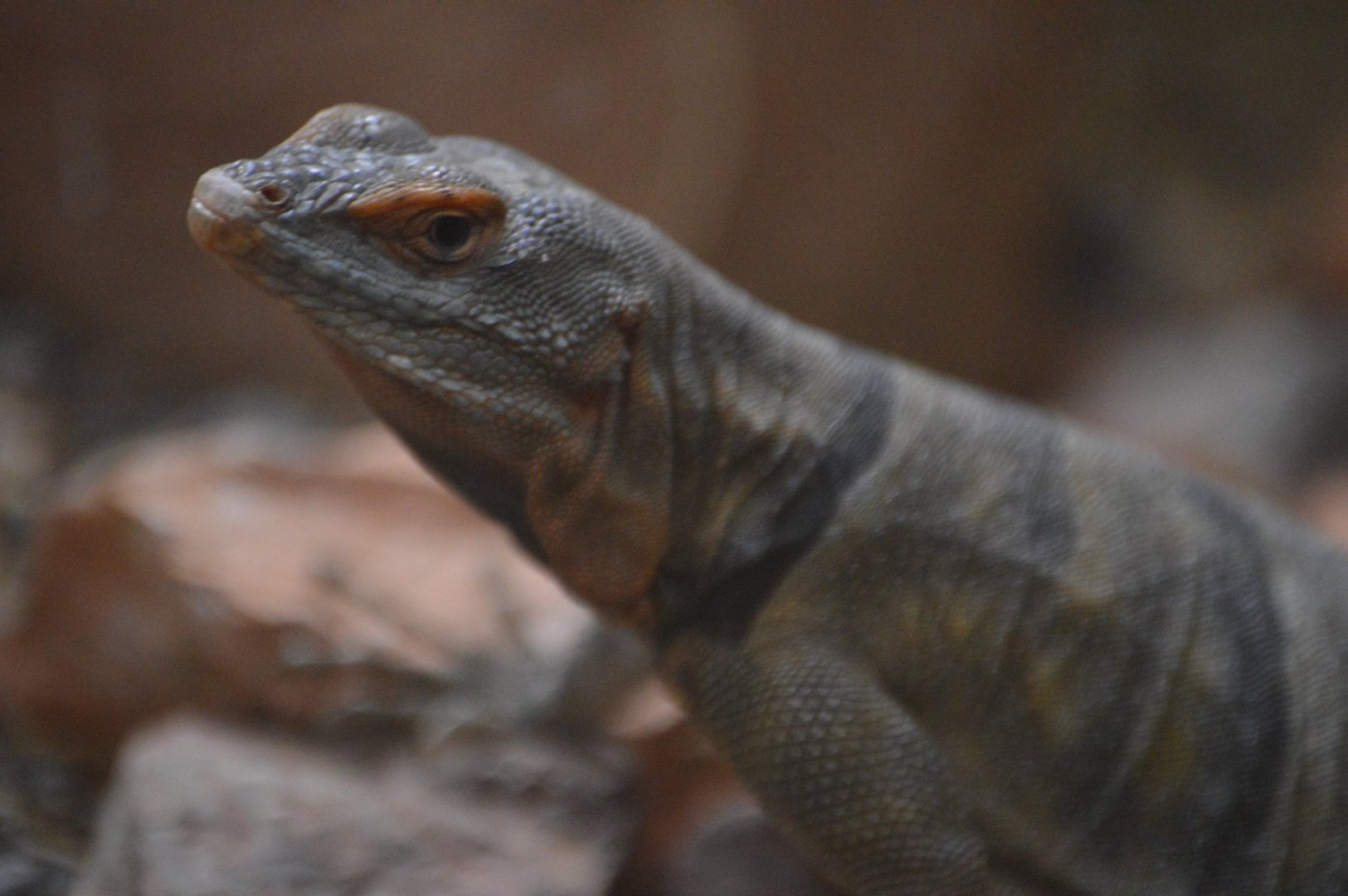 Petrosaurus thalassinus