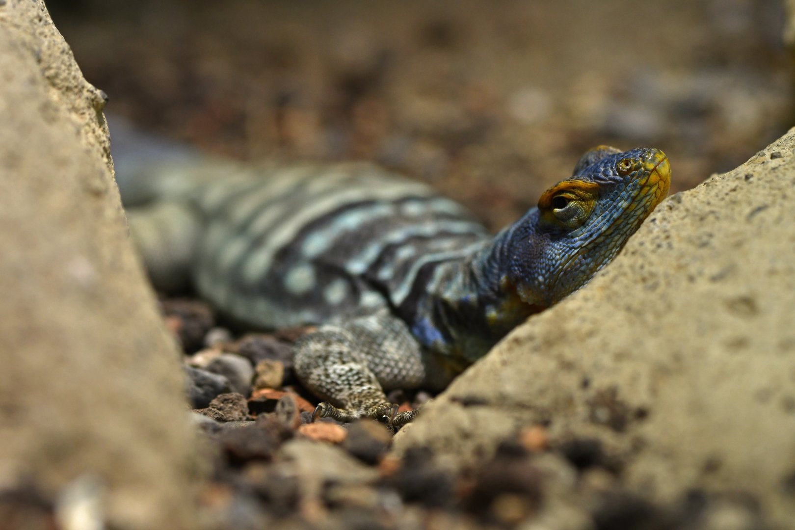 Petrosaurus thalassinus