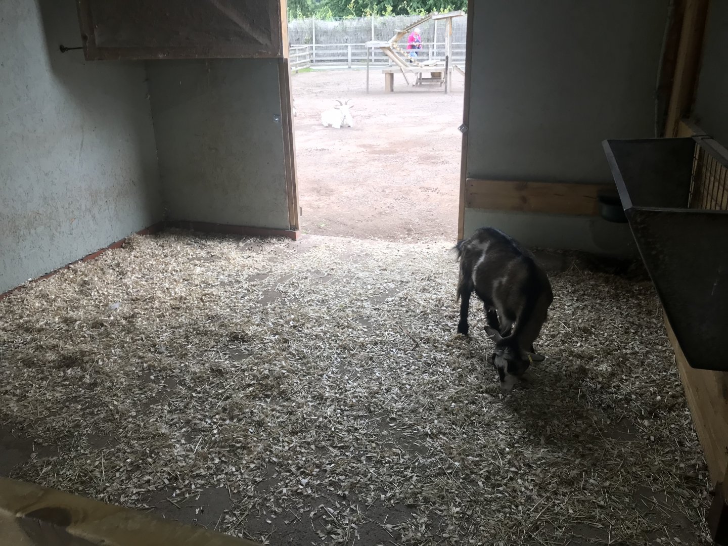 Pets farm- Animal indoors