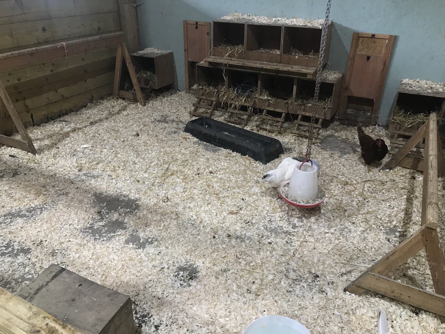 Pets farm- Chicken enclosure