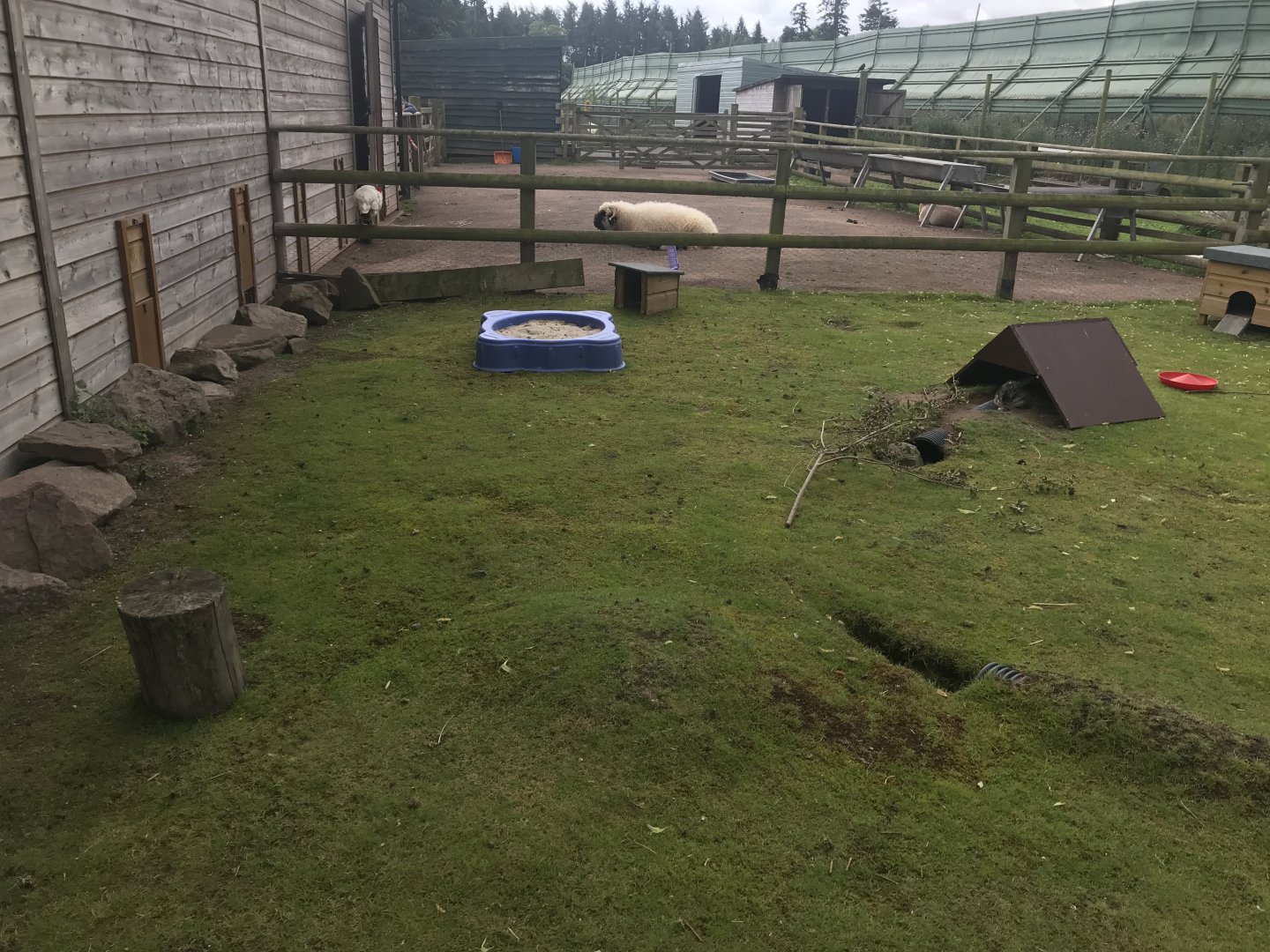 Pets farm- Guniea pig and rabbit enclosure