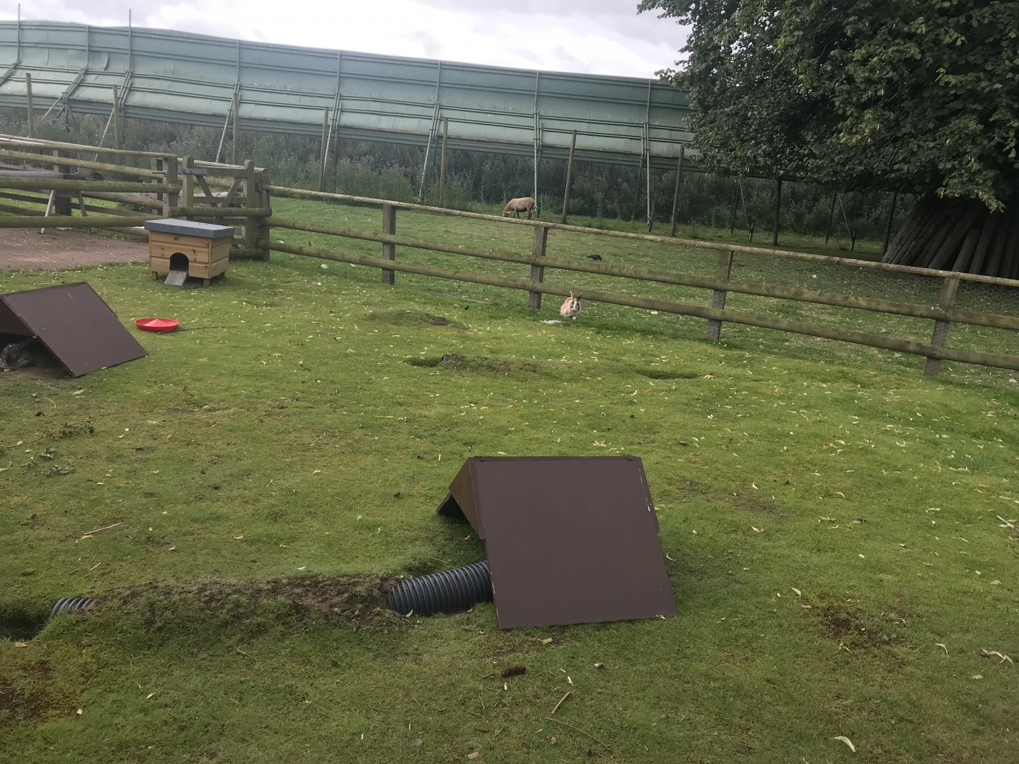 Pets farm- Guniea pig & rabbit enclosure (2)