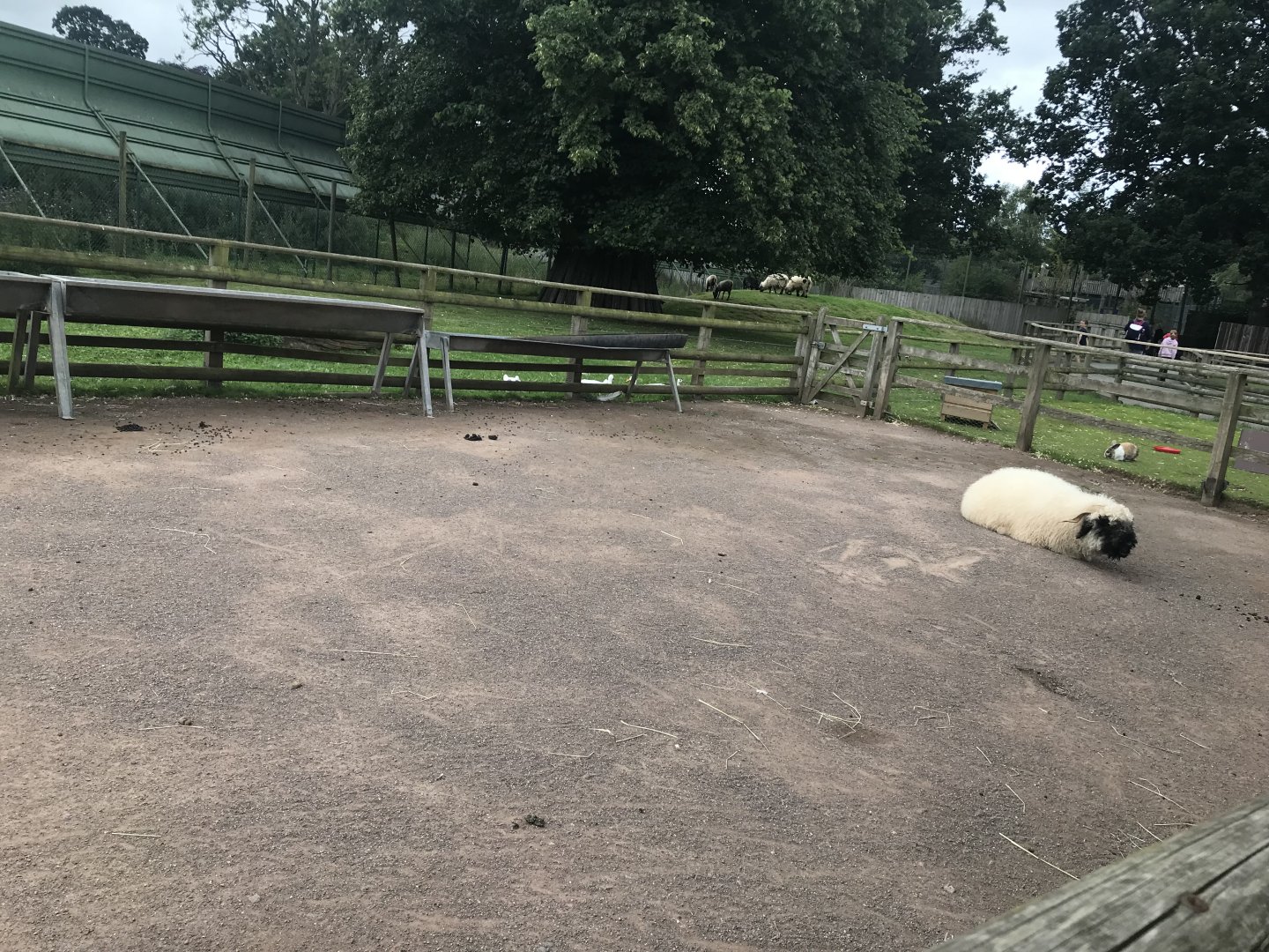 Pets farm- Hard standing enclosure (3)