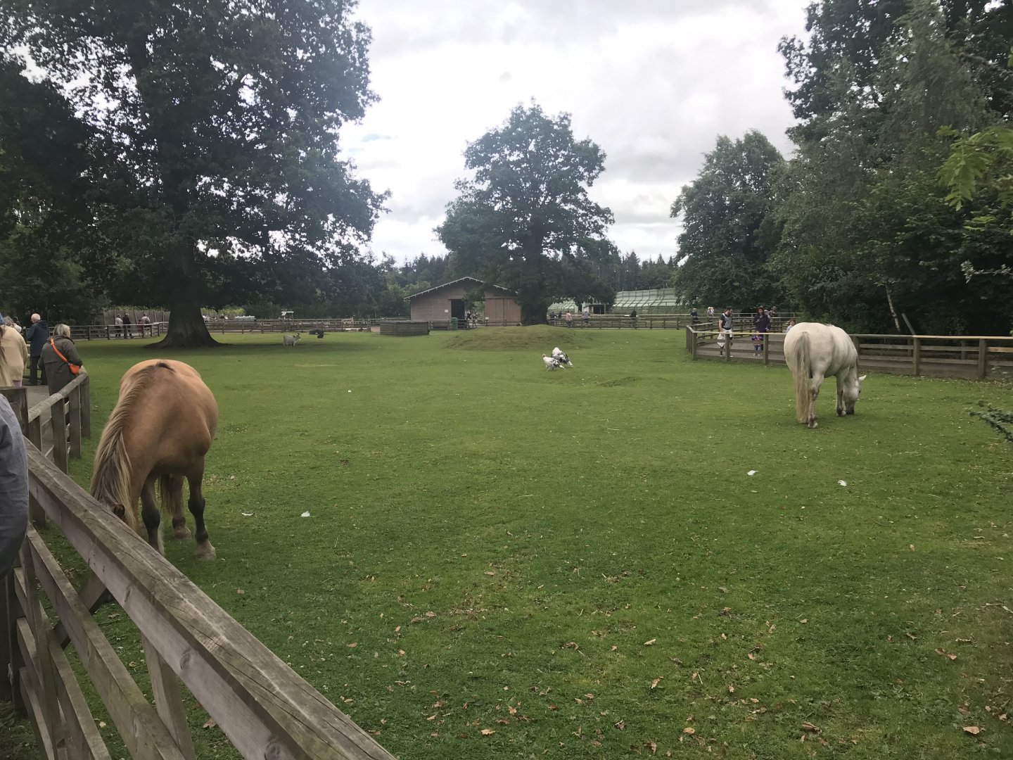 Pets farm- Main enclosure