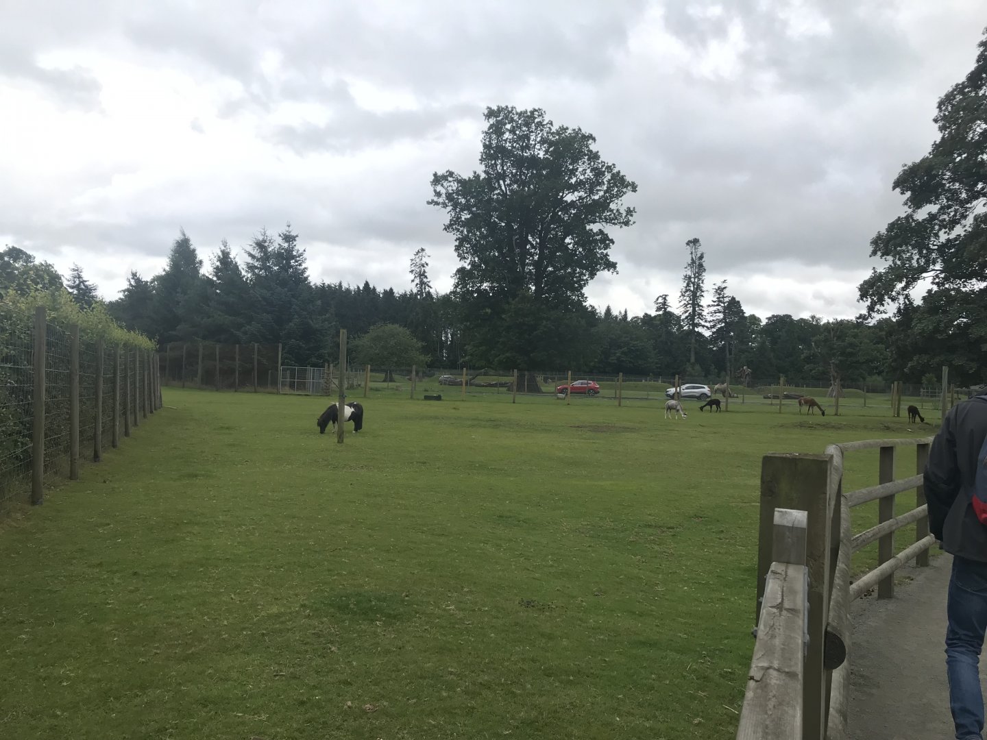 Pets farm- Mixed species enclosure