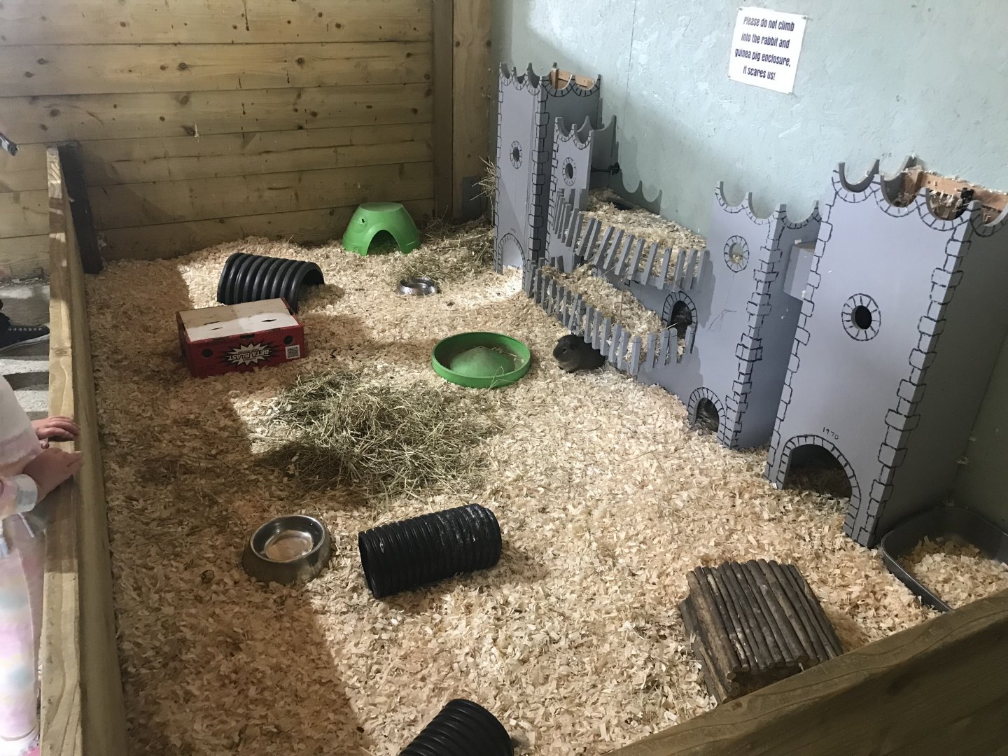 Pets farm- Rabbit & guniea pig indoors