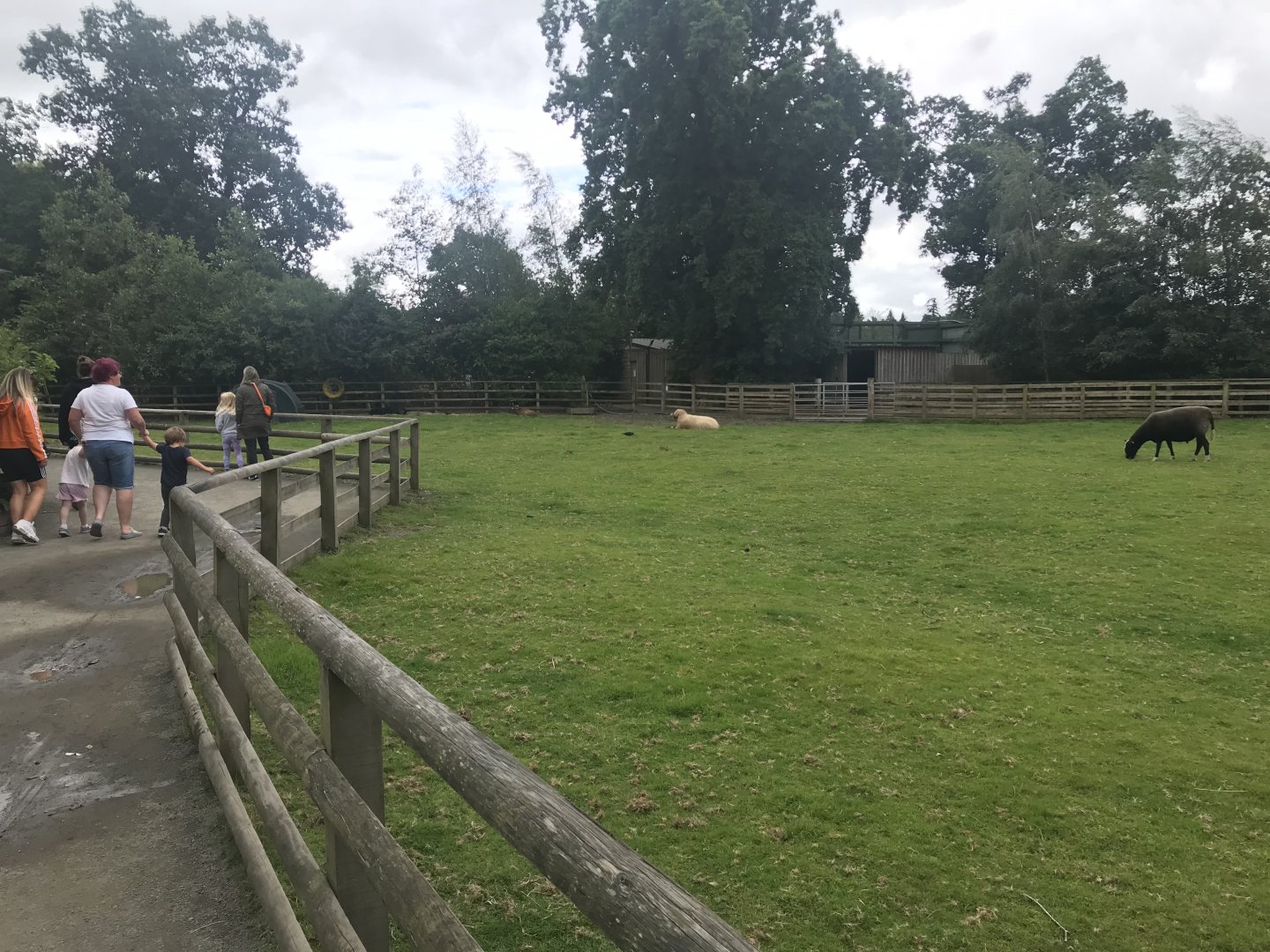 Pets farm- Sheep enclosure (2)