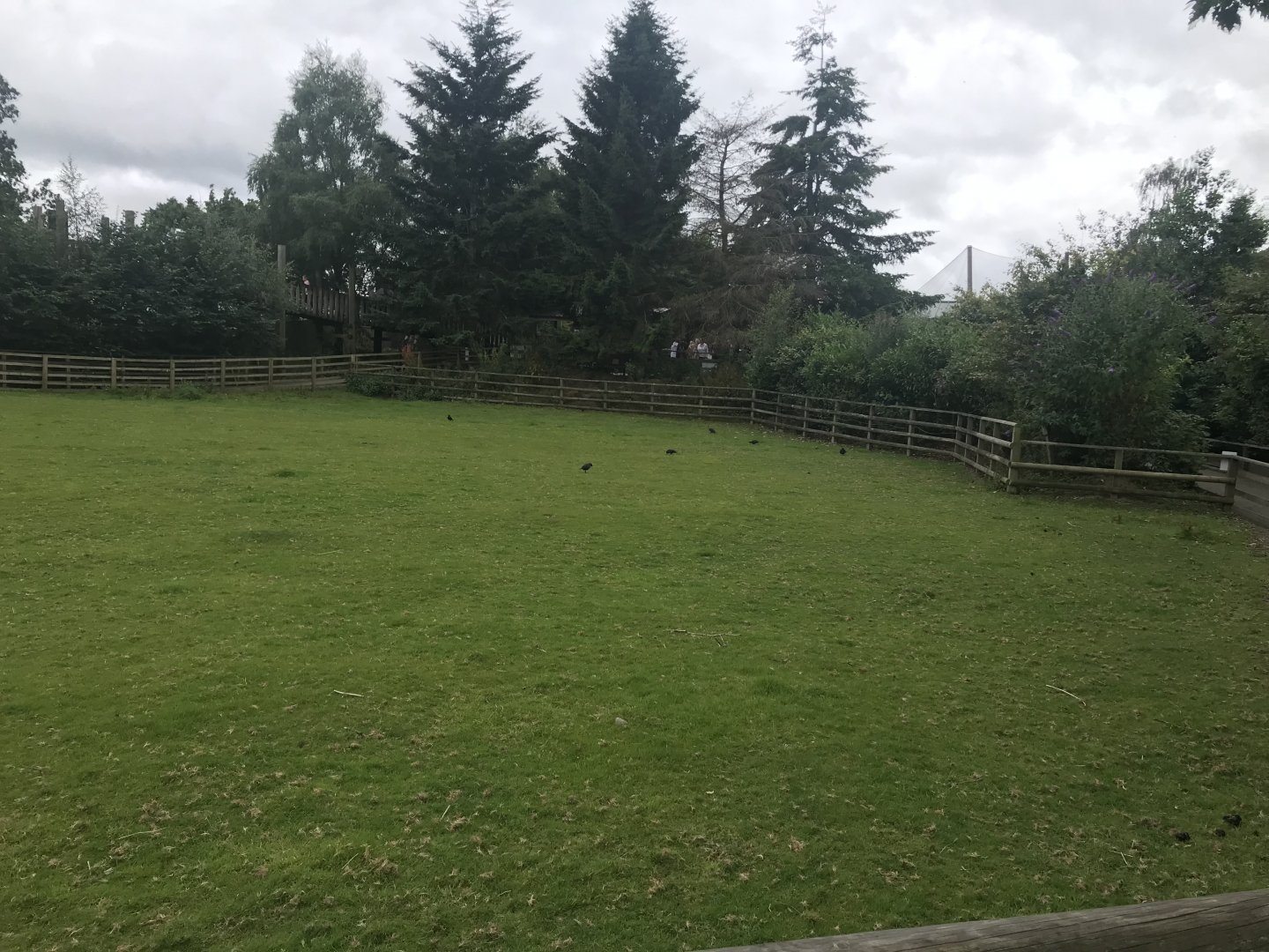 Pets farm- sheep enclosure