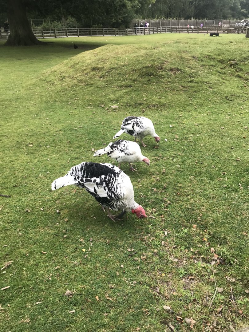 Pets farm- Turkeys