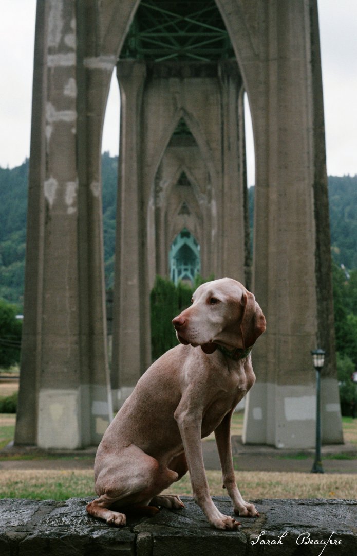 Pets: Steven, my Vizsla, on our trip to OR. 2005-2019
