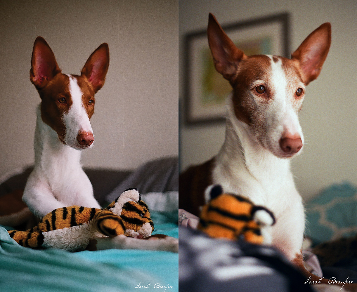 Pets: Tino with his favorite toy, a tiger from Animal Kingdom.