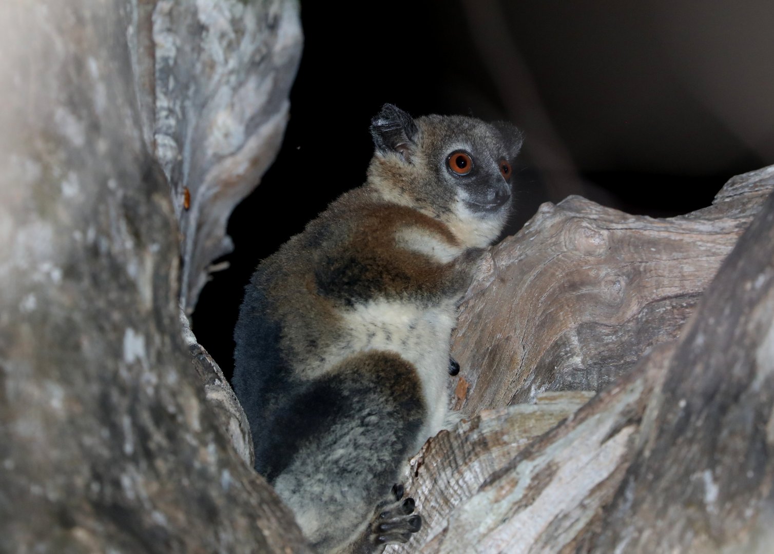 Petter's sportive lemur (Lepilemur petteri) or possibly undescribed species