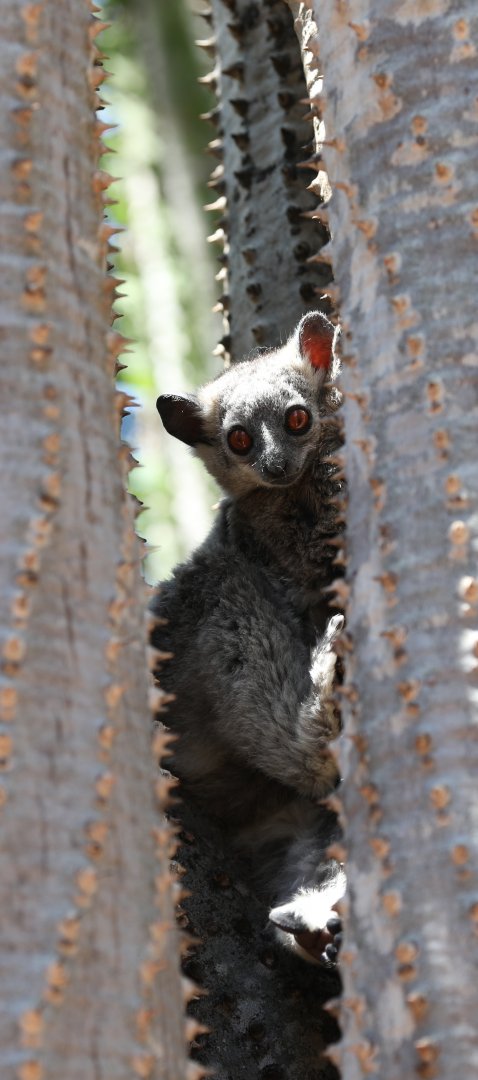 Petter's sportive lemur (Lepilemur petteri)