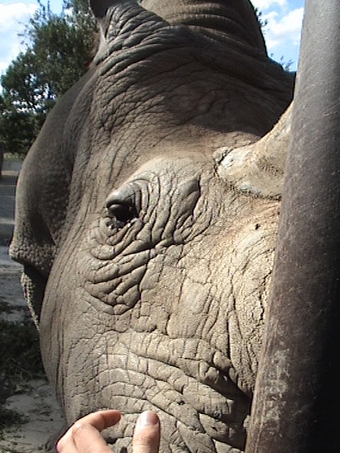 Petting a Northern White Rhino...