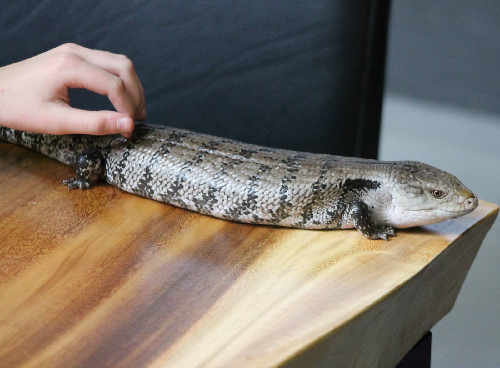 Petting a skink