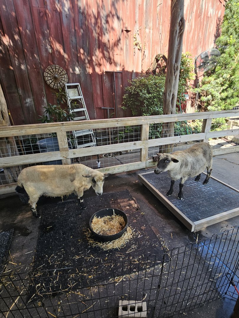 Petting Corral sheep