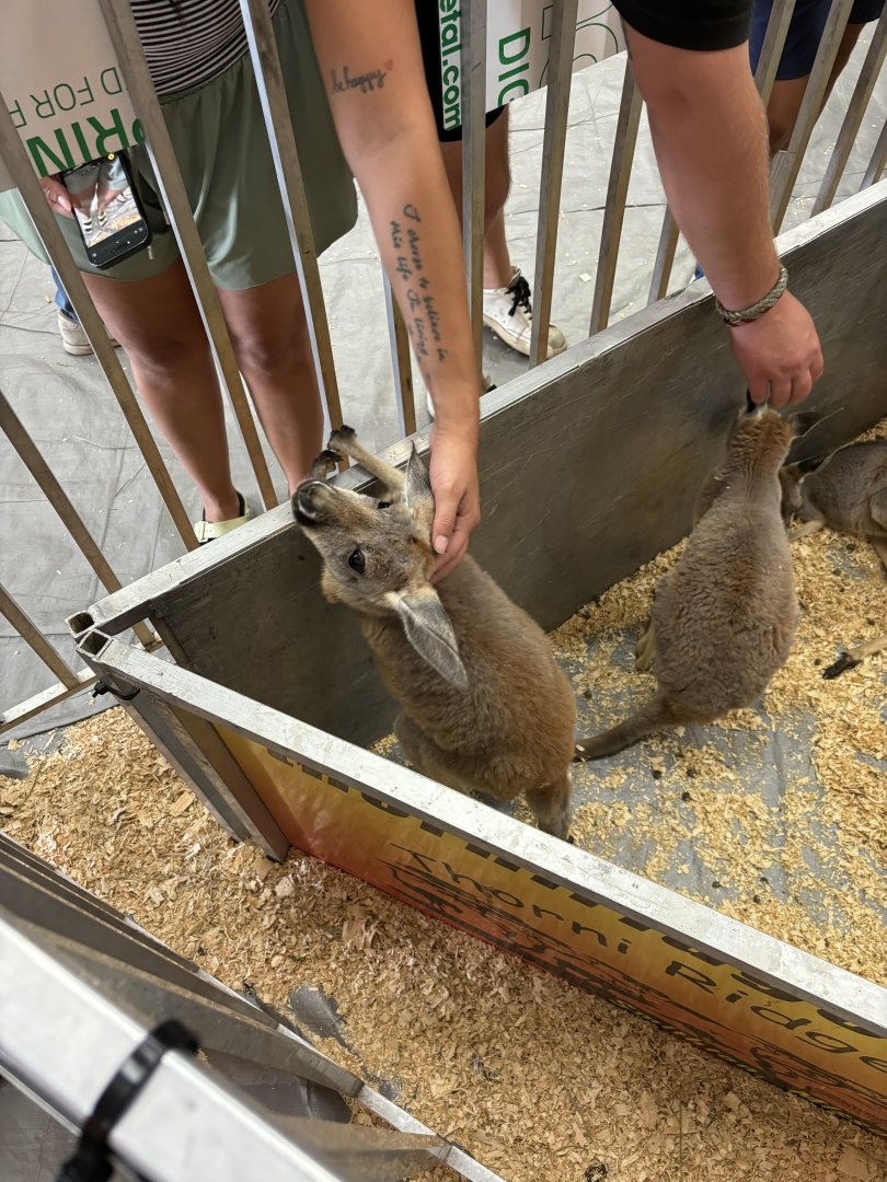 Petting Kangaroo Joey
