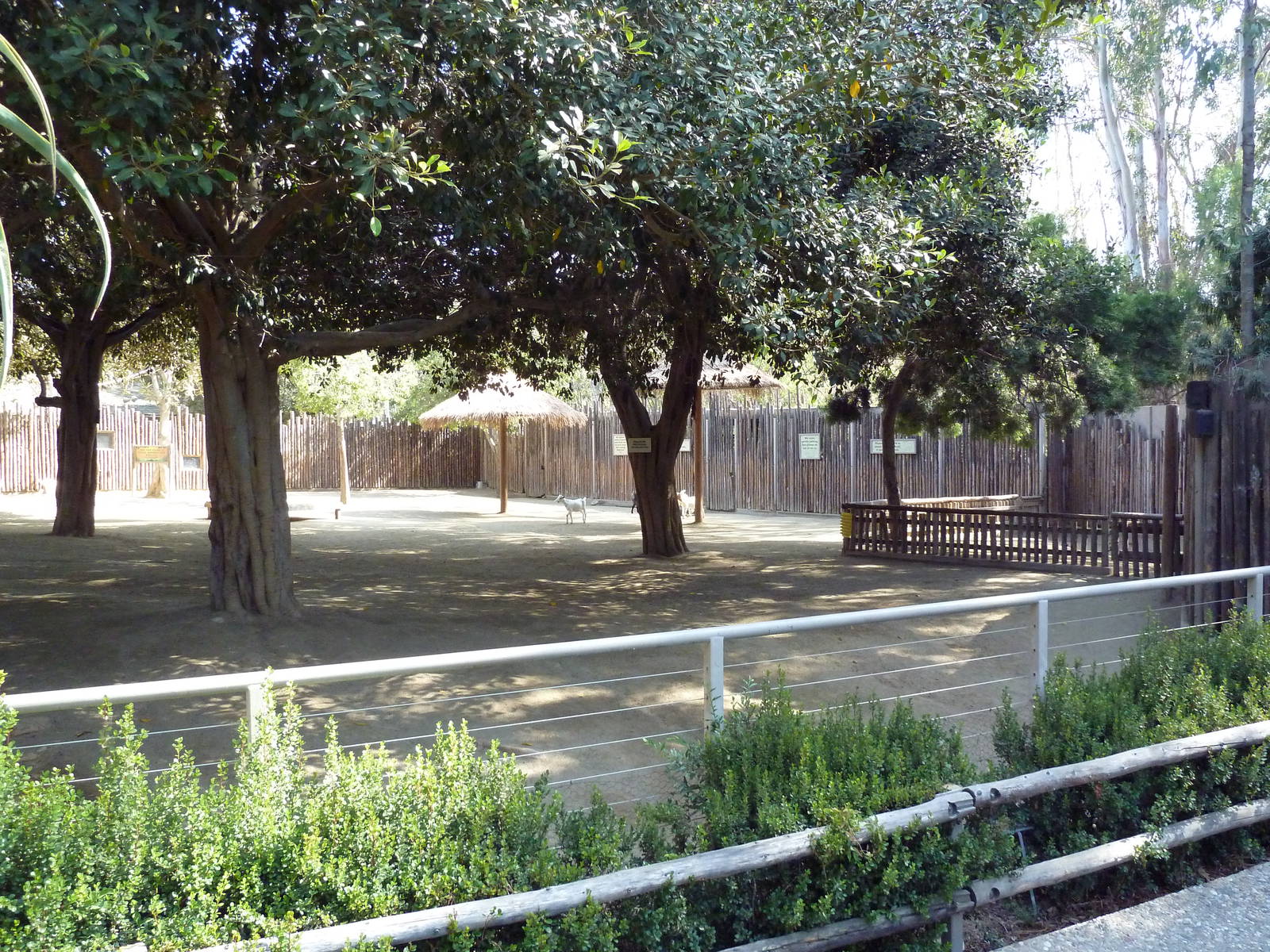 Petting Kraal (Goats)