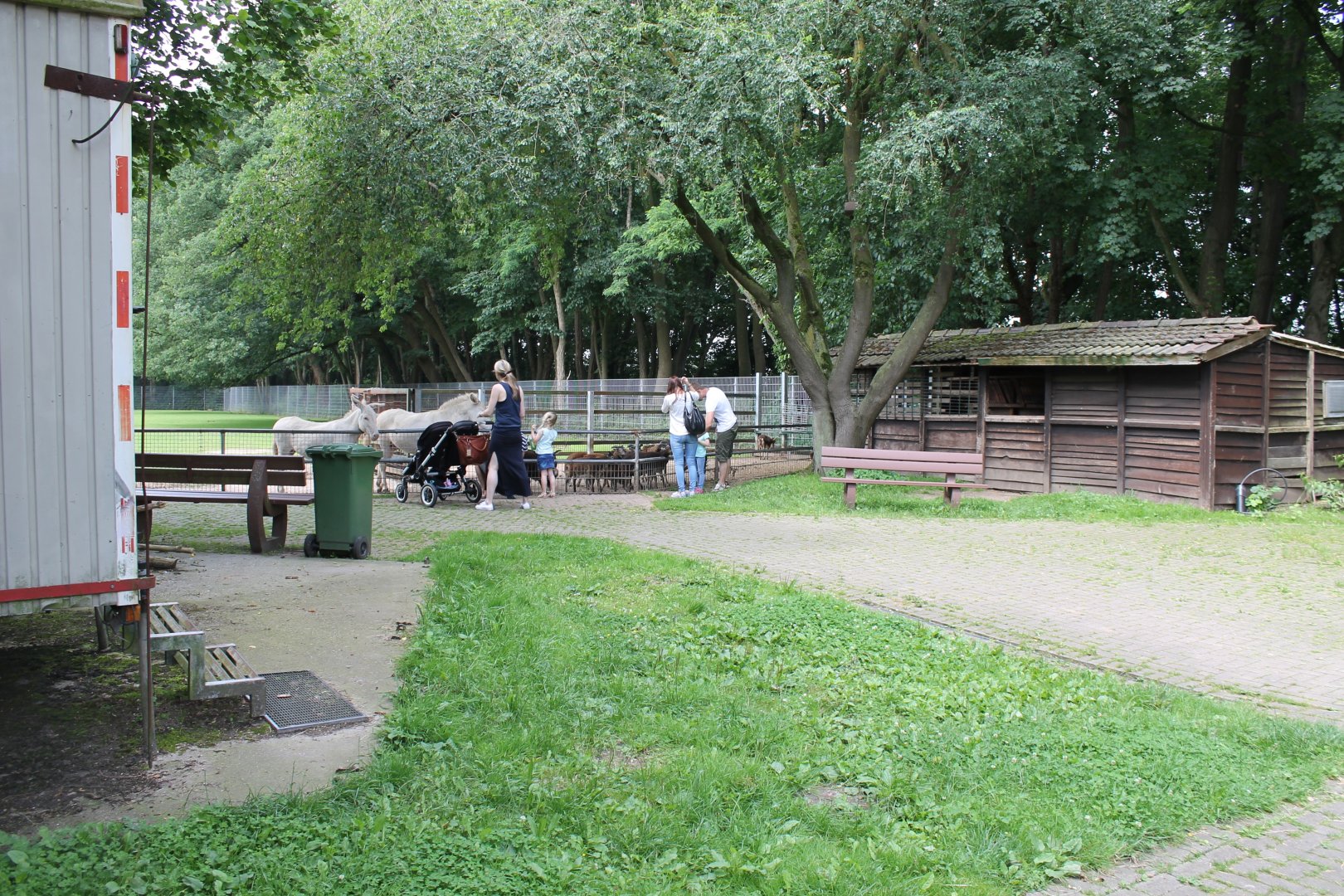 Petting Sheep and Donkeys