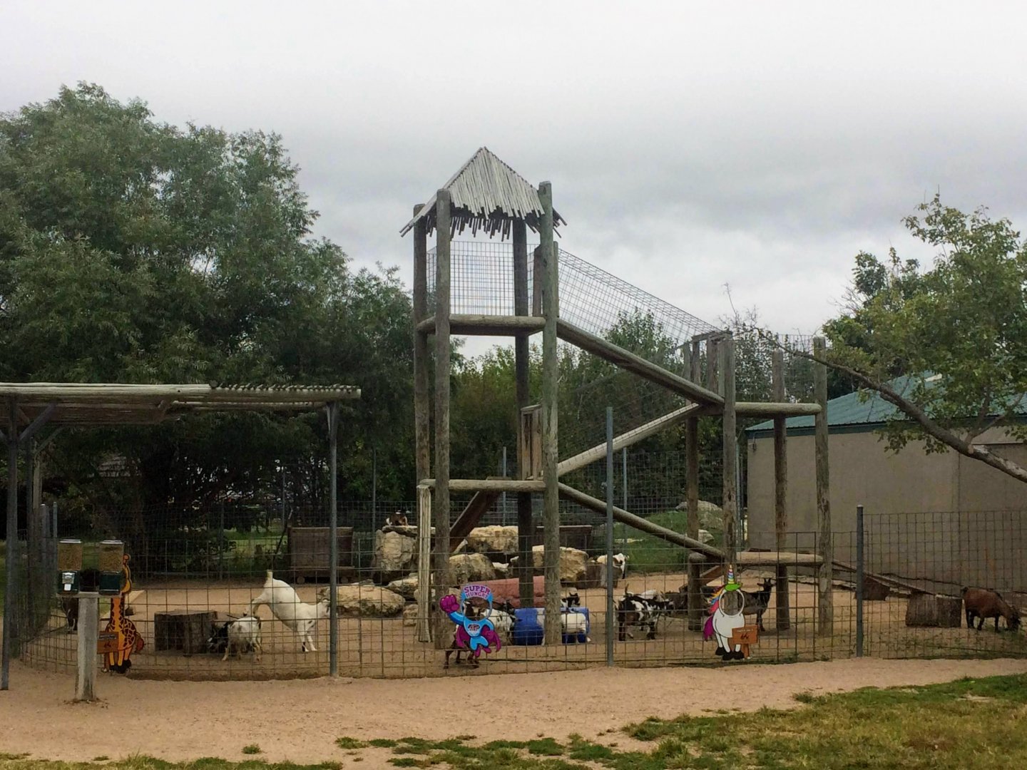 Petting Yard for Domestic Goats