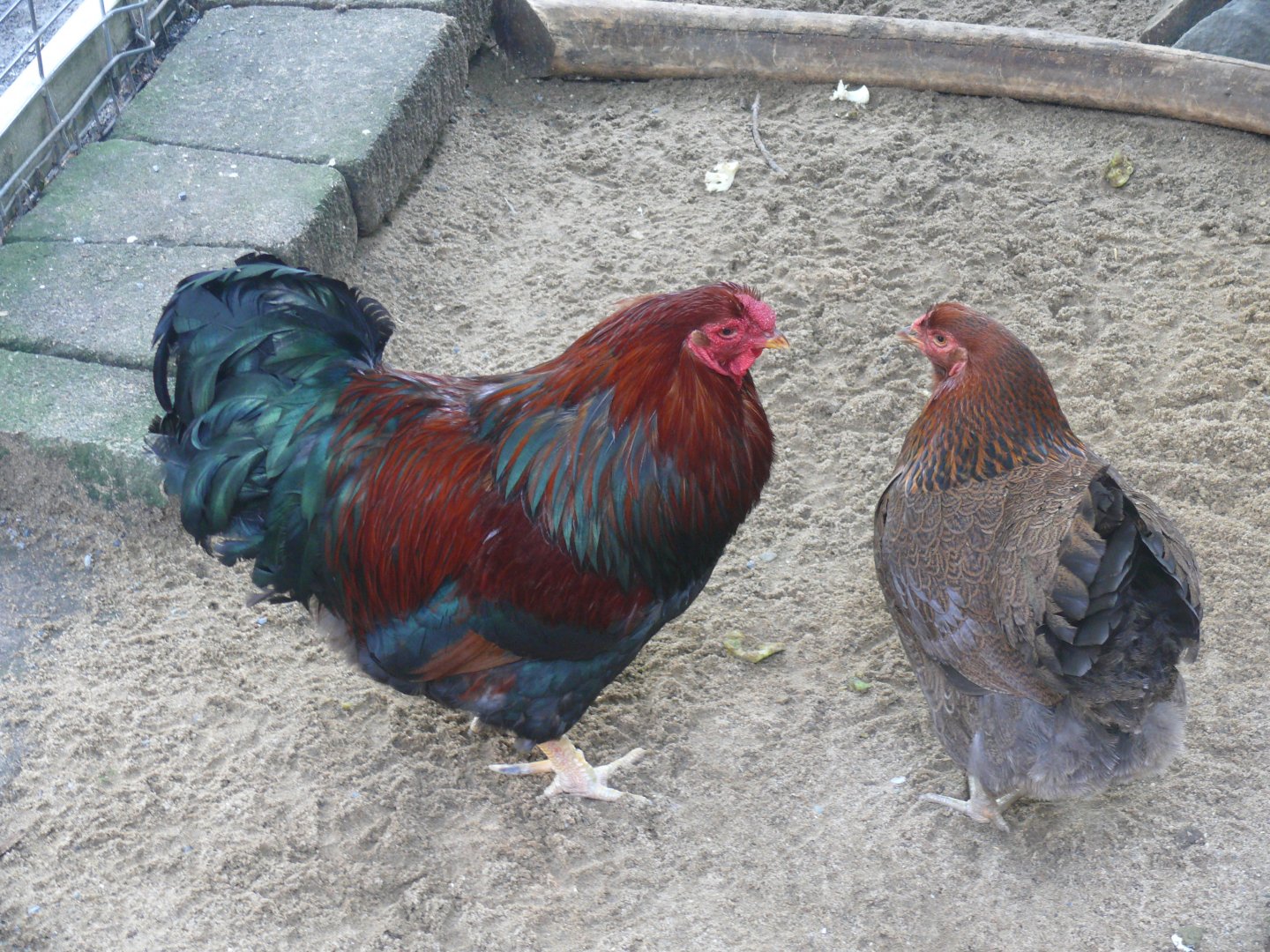 Petting Zoo - 24-08-2020