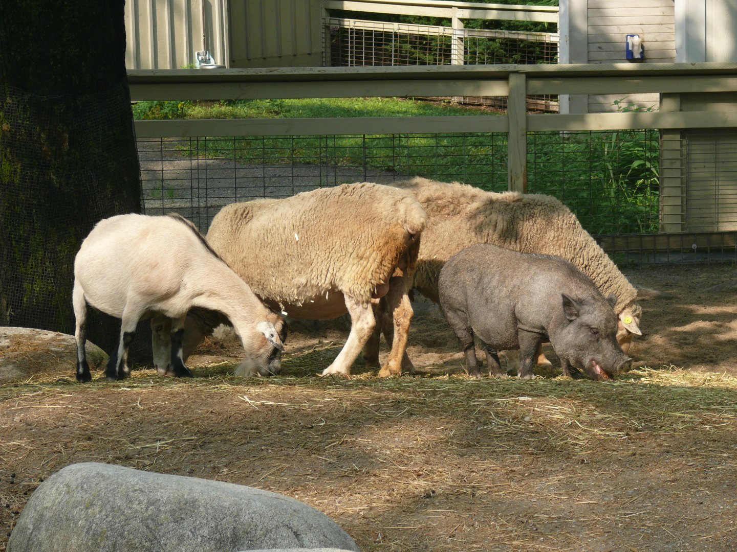 Petting Zoo - 24-08-2020