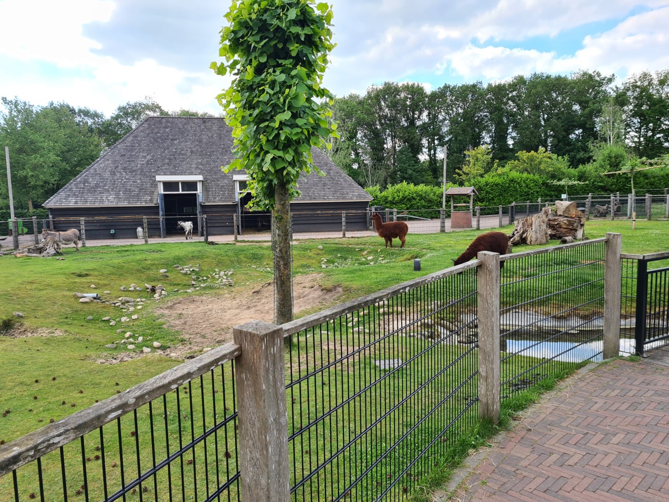 Petting zoo - Alpaca, donkey and goat enclosure