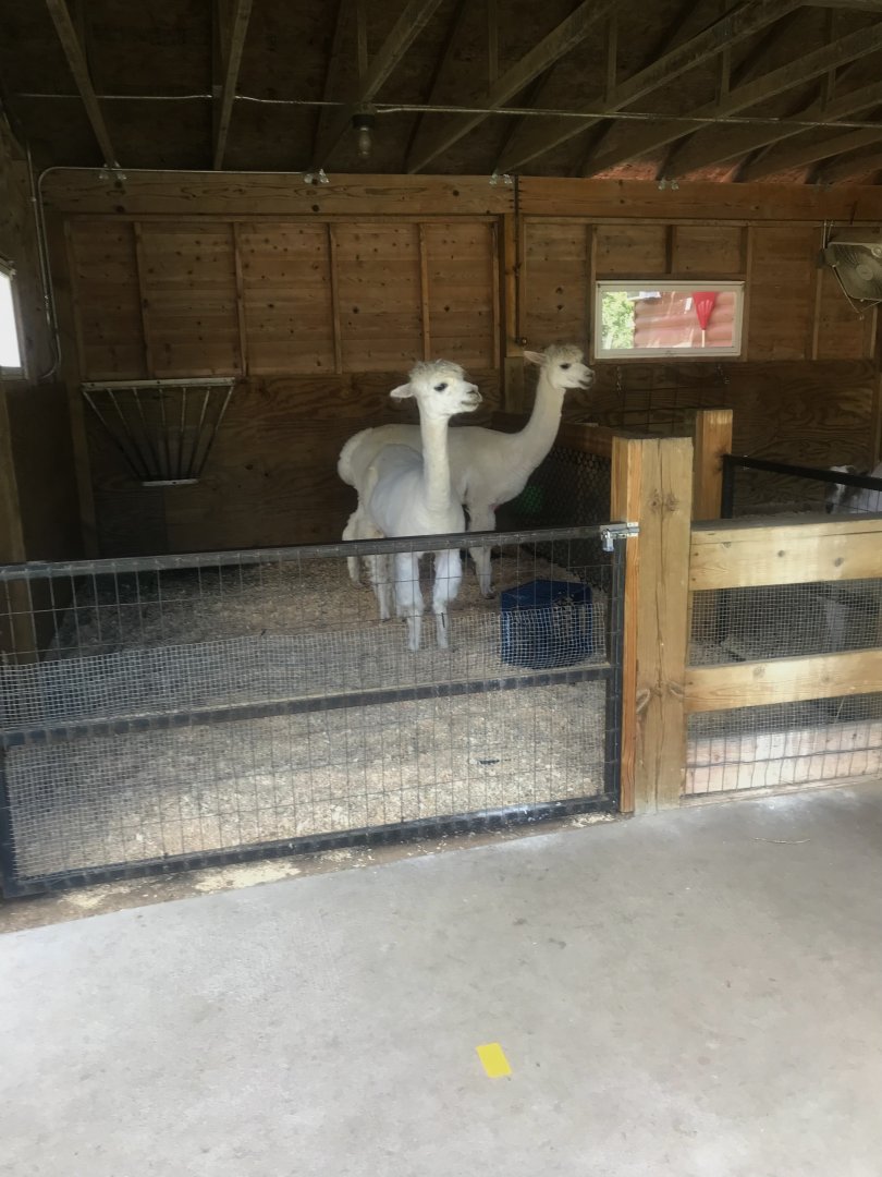 Petting Zoo- Alpaca Exhibit