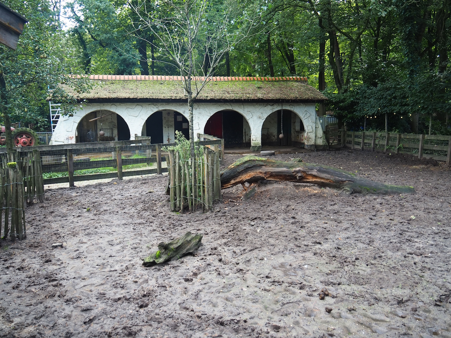 Petting Zoo area - Bentheim black pied pig paddock, 2023-09-24