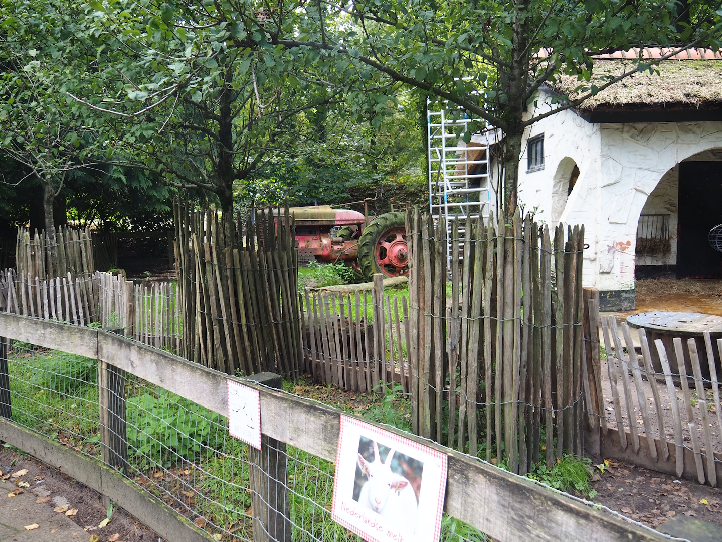 Petting zoo area - Saanen goat paddock, 2023-09-24