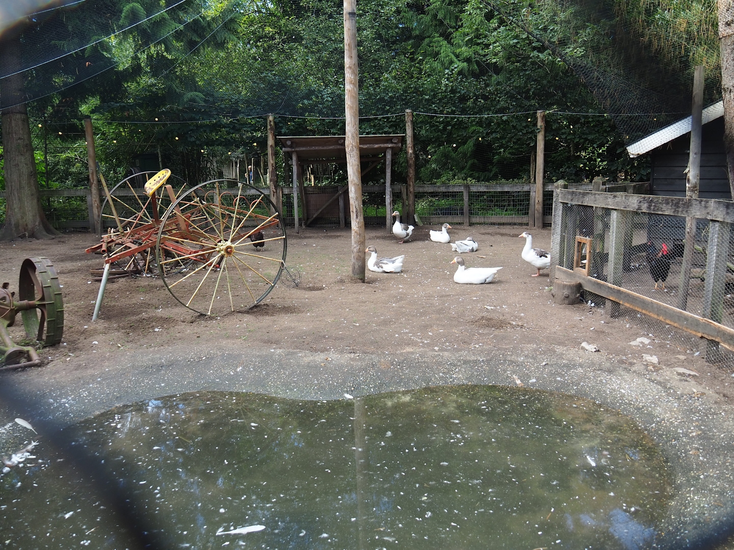 Petting zoo area - Twentse Landrace goose aviary, 2023-09-24