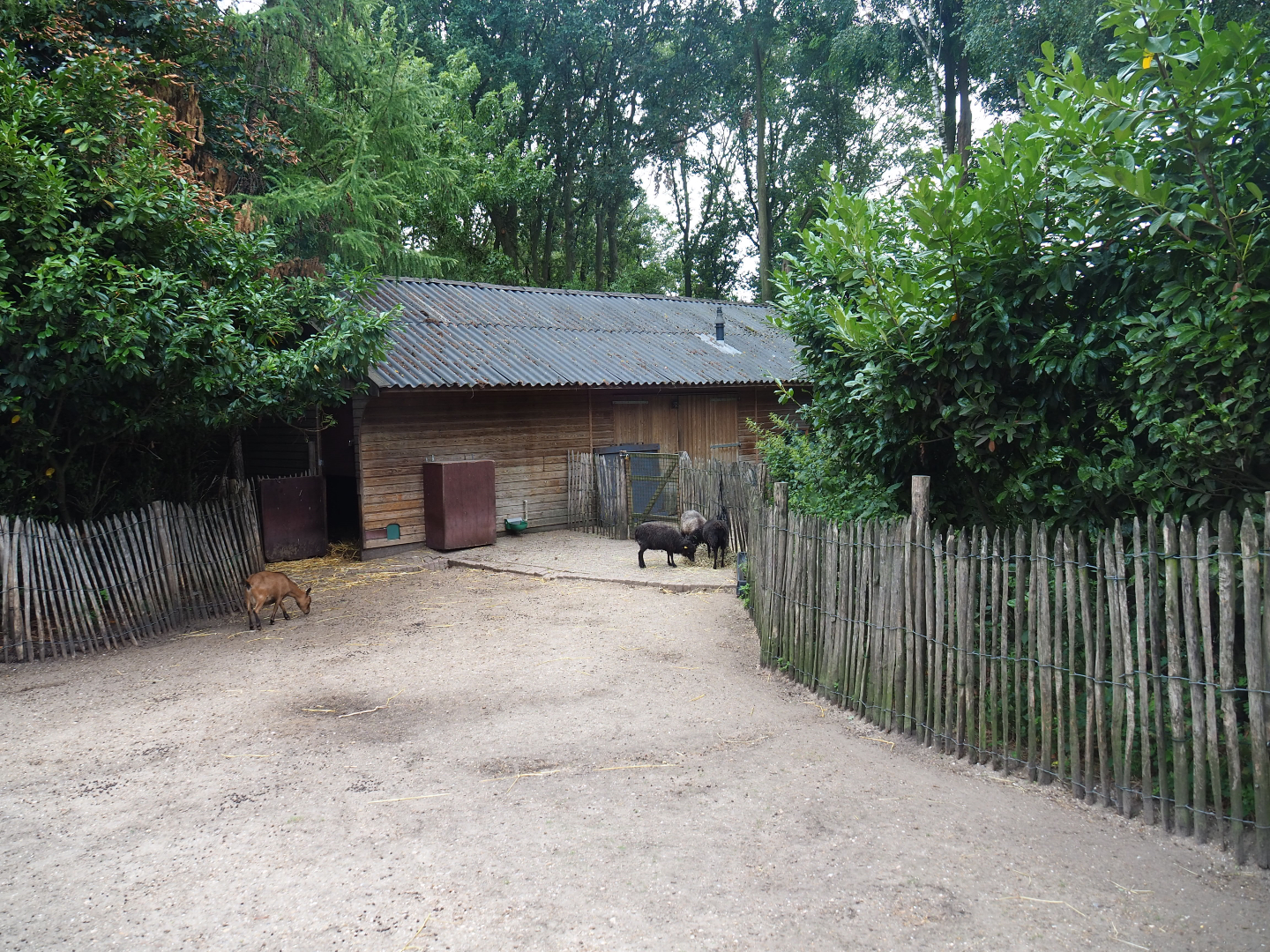 Petting zoo barn, 2019-08-11
