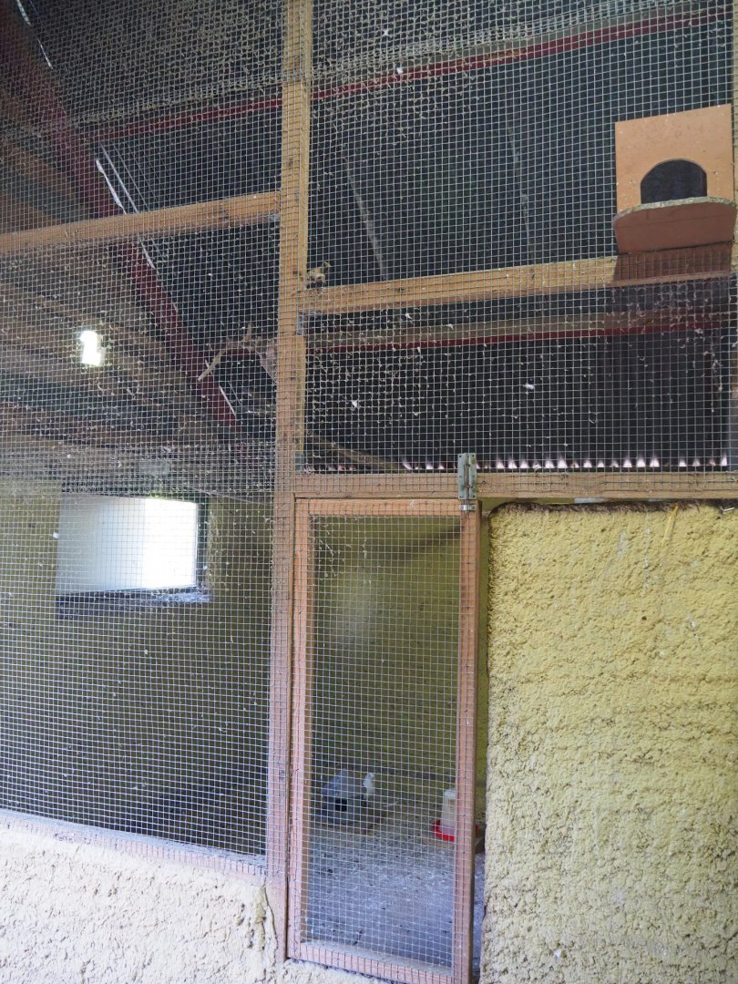 Petting zoo barn - Domestic pigeon aviary, 2019-08-11