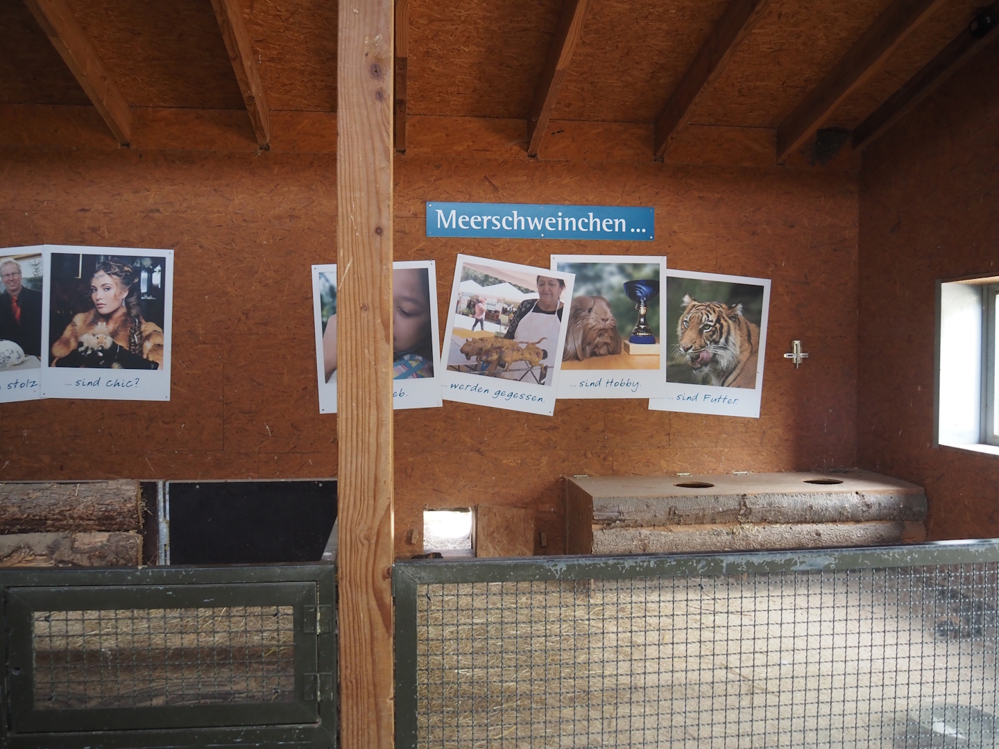 Petting zoo barn - Guinea pig indoor pen, 2025-05-22
