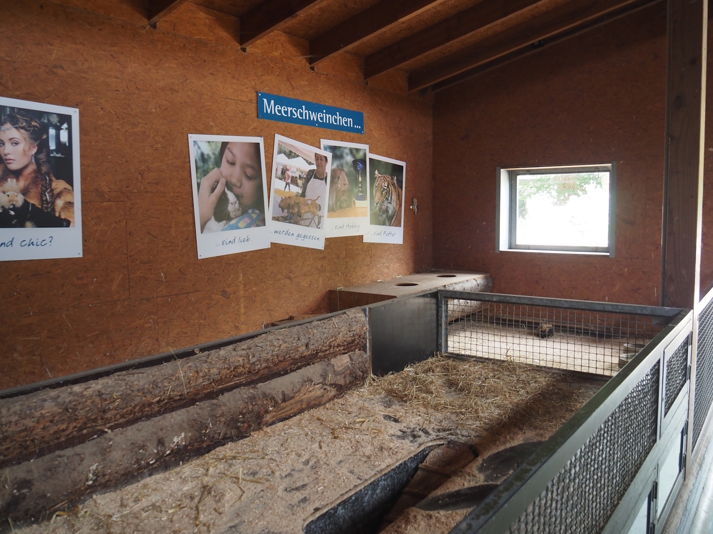 Petting zoo barn - Guinea pig pen and rotational structure between rabbit and guinea pig pens, 2025-05-22