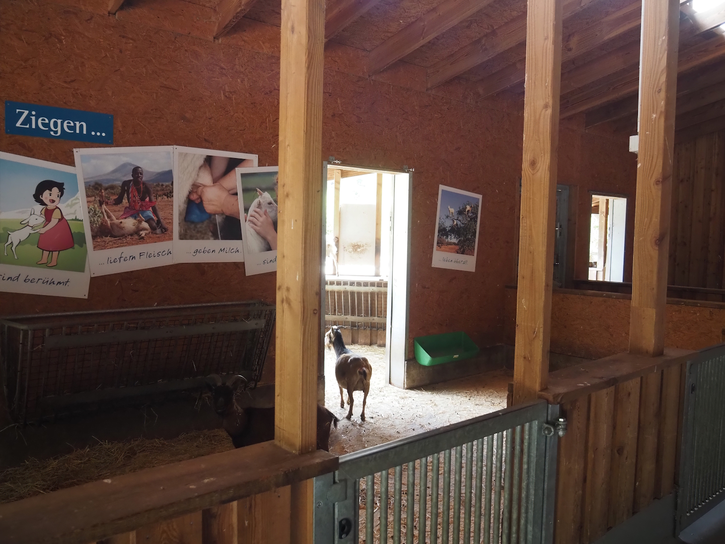 Petting zoo barn - Pygmy goat stable, 2025-05-22