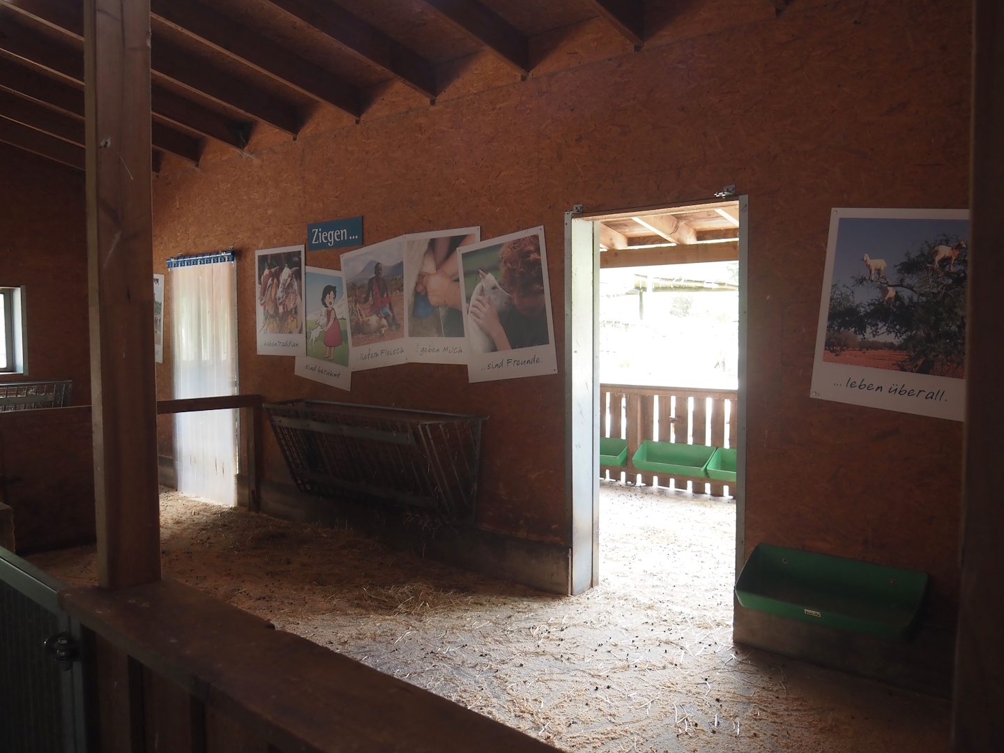 Petting zoo barn - Pygmy goat stable, 2025-05-22