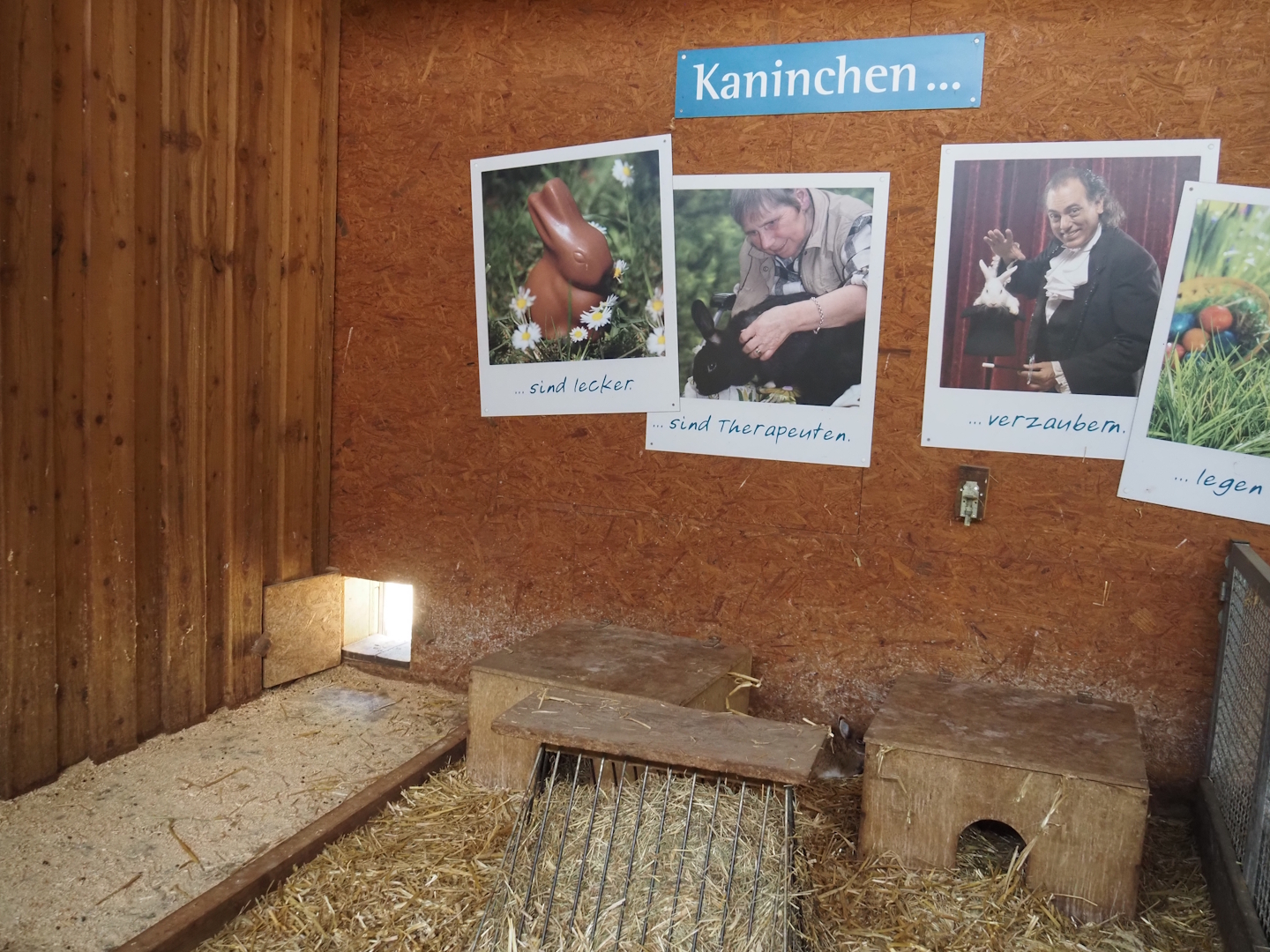 Petting zoo barn - Rabbit indoor pen, 2025-05-22