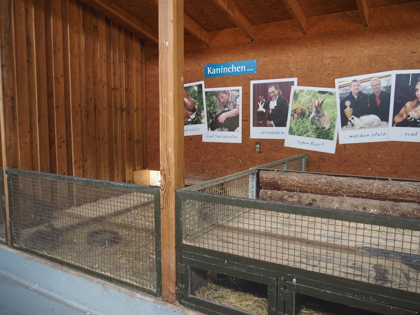 Petting zoo barn - Rabbit indoor pen and rotational structure between rabbit and guinea pig pens, 2025-05-22