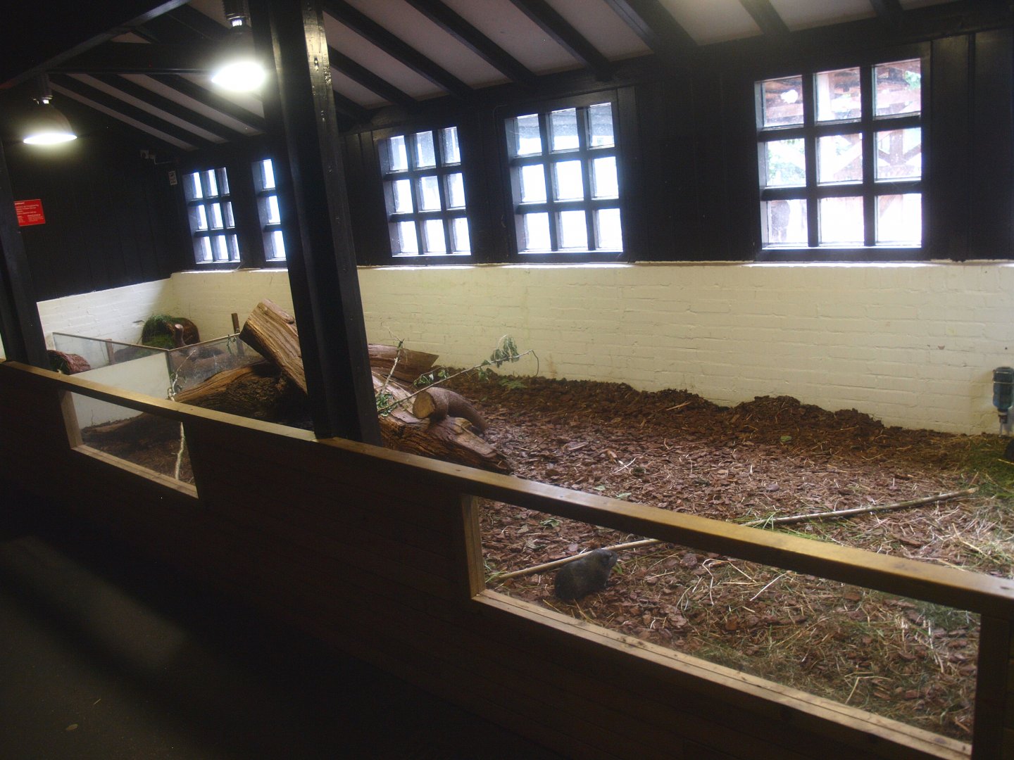 Petting zoo building - Domestic guinea pig pen, 2015-07-19