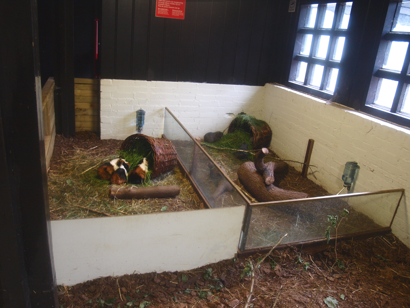 Petting zoo building - Domestic guinea pig separation pens, 2015-07-19