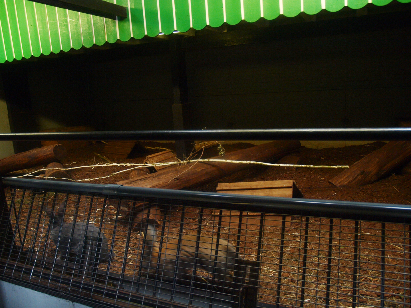 Petting zoo building - Domestic rabbit paddock, 2015-07-19