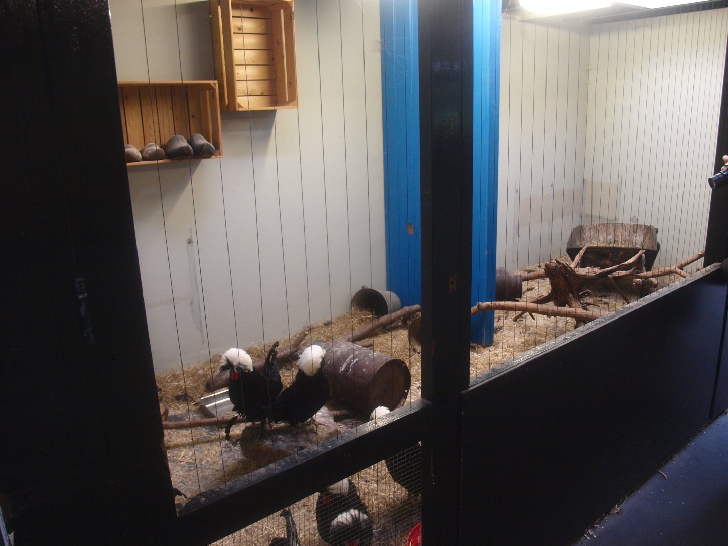 Petting zoo building - Dutch white-crested chicken coop, 2015-07-19