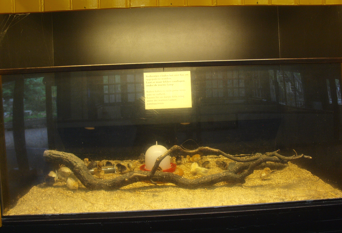 Petting zoo building - Exhibit for the raising of chicken chicks, 2015-07-19